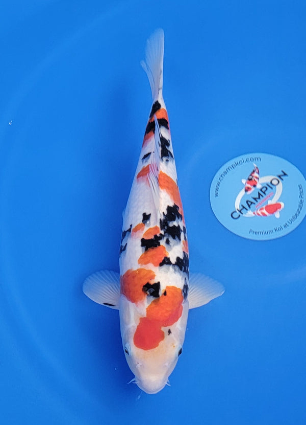 Japanese koi listing 25D-001 Sanke from Marusho koi farm, containing Sanke at champkoi.com