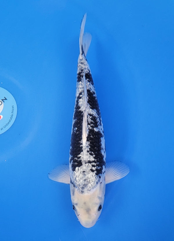 Japanese koi listing 25D-005 Ginrin Matsukawabuke from Marusho koi farm, containing Ginrin Matsukawabuke at champkoi.com