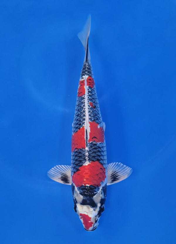 Japanese koi listing 25D-006 Beni Ginga from Aoki koi farm, containing Beni Ginga at champkoi.com