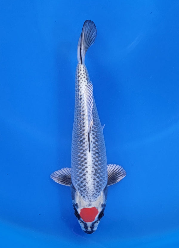 Japanese koi listing 25D-009 Tancho Beni Ginga from Aoki koi farm, containing Tancho Beni Ginga at champkoi.com