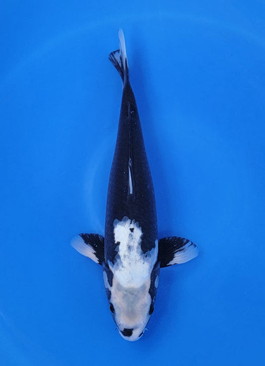 Japanese koi listing 25D-011 Matsukawabuke from Ofuchi koi farm, containing Matsukawabuke at champkoi.com