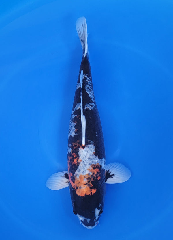 Japanese koi listing 25D-012 Matsukawabake from Ofuchi koi farm, containing Matsukawabake at champkoi.com