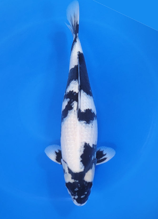 Japanese koi listing 25D-026 Shiro Utsuri from Ogata koi farm, containing Shiro Utsuri at champkoi.com