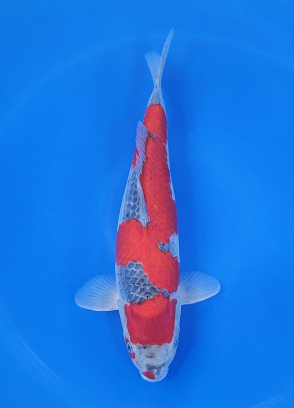 Japanese koi listing 25D-030 Goshike from Hiroi koi farm, containing Goshike at champkoi.com
