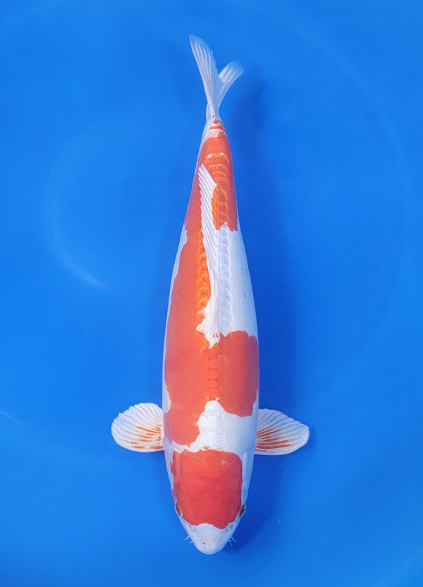 Japanese koi listing 25D-036 Kikusui from Marusaka koi farm, containing Kikusui at champkoi.com