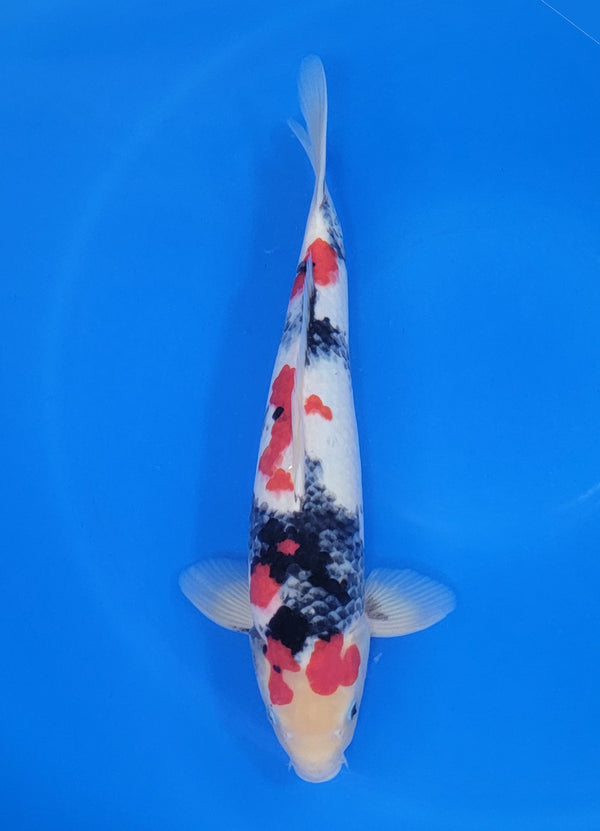 Japanese koi listing 25D-038 Showa from Maruhiro koi farm, containing Showa at champkoi.com