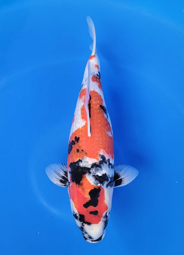 Japanese koi listing 25D-040 Girnin Showa from Ogata koi farm, containing Girnin Showa at champkoi.com