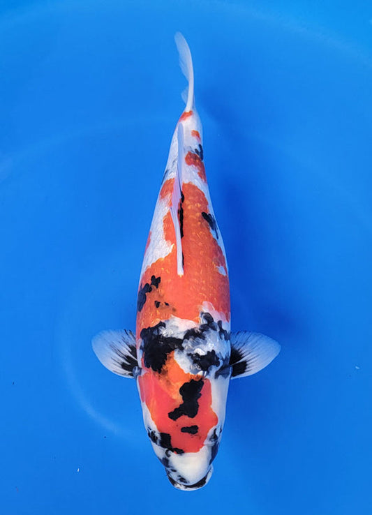 Japanese koi listing 25D-040 Girnin Showa from Ogata koi farm, containing Girnin Showa at champkoi.com