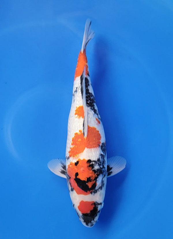Japanese koi listing 25D-041 Ginrin Showa from Hiroi koi farm, containing Ginrin Showa at champkoi.com