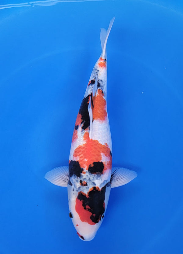 Japanese koi listing 25D-042 Ginrin Showa from Ogata koi farm, containing Ginrin Showa at champkoi.com