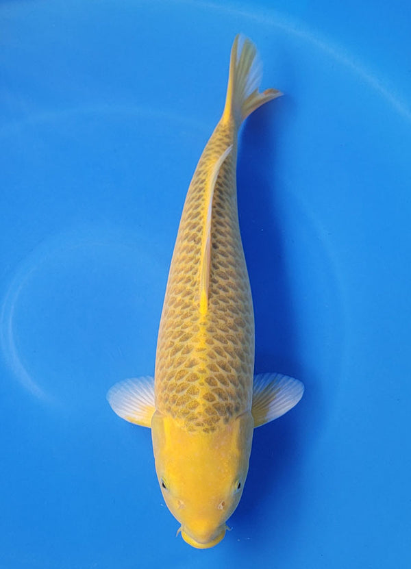 Japanese koi listing 25D-048 Ki Matsuba from Otsuka koi farm, containing Ki Matsuba at champkoi.com