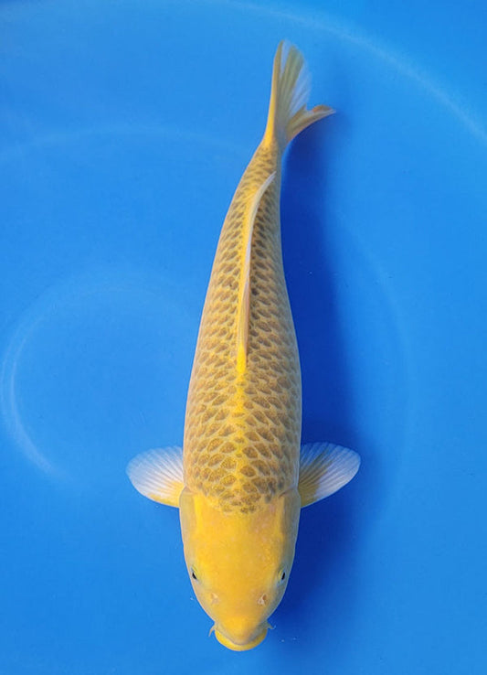 Japanese koi listing 25D-048 Ki Matsuba from Otsuka koi farm, containing Ki Matsuba at champkoi.com