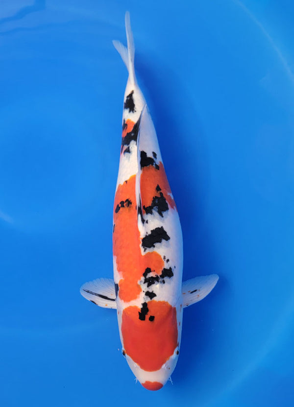 Japanese koi listing 25D-054 Sanke from Ogata koi farm, containing Sanke at champkoi.com