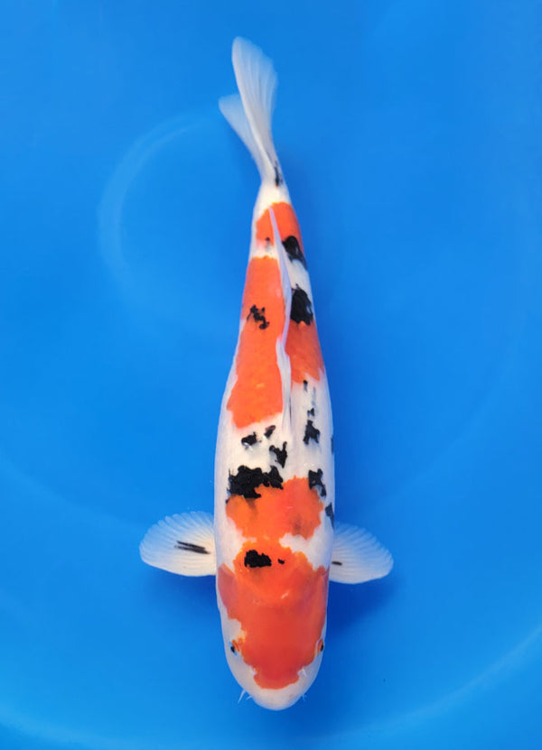 Japanese koi listing 25D-058 Sanke from Ogata koi farm, containing Sanke at champkoi.com