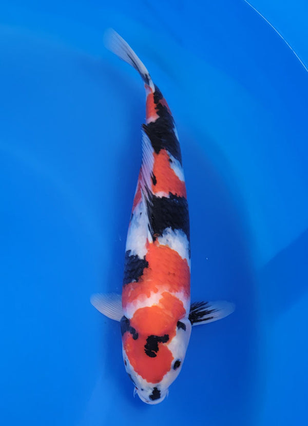 Japanese koi listing 25D-062 Showa from Ogata koi farm, containing Showa at champkoi.com