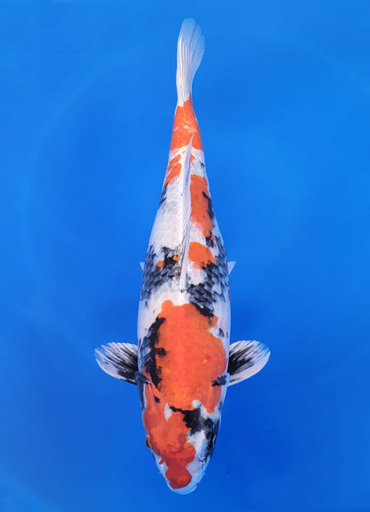 Japanese koi listing 25F-001 Kin Showa from Hosokai koi farm, containing Kin Showa at champkoi.com