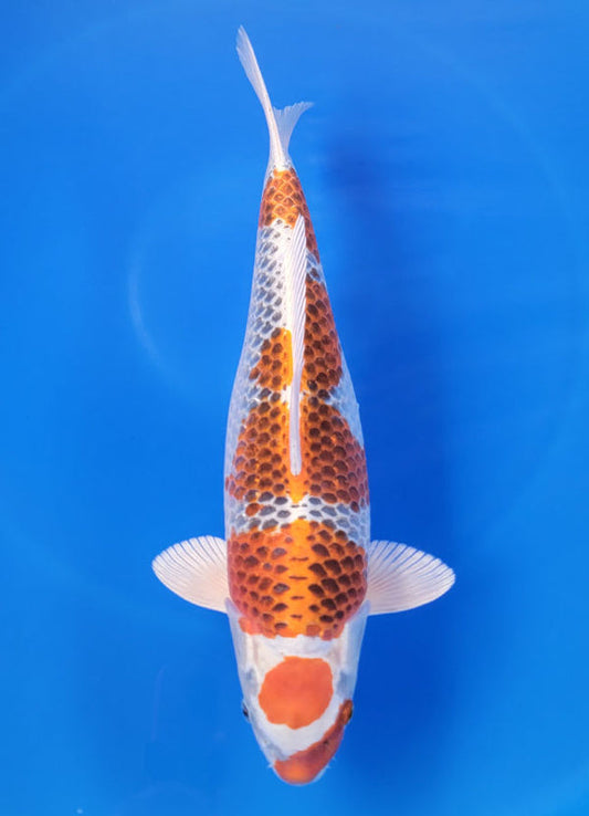 Japanese koi listing 25F-006 Kujaku from Marusei koi farm, containing Kujaku at champkoi.com