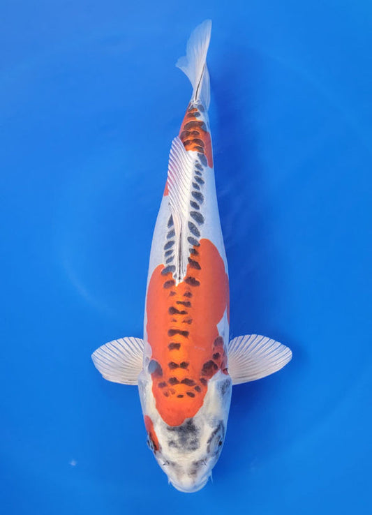 Japanese koi listing 25F-008 Doitsu Kujaku from Ogata koi farm, containing Doitsu Kujaku at champkoi.com