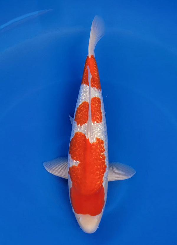 Japanese koi listing 25F-013 Ginrin Kohaku from Yagenji koi farm, containing Ginrin Kohaku at champkoi.com