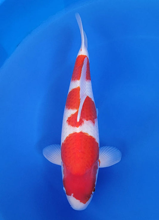 Japanese koi listing 25F-015 Kohaku from Sakai Co. koi farm, containing Kohaku at champkoi.com