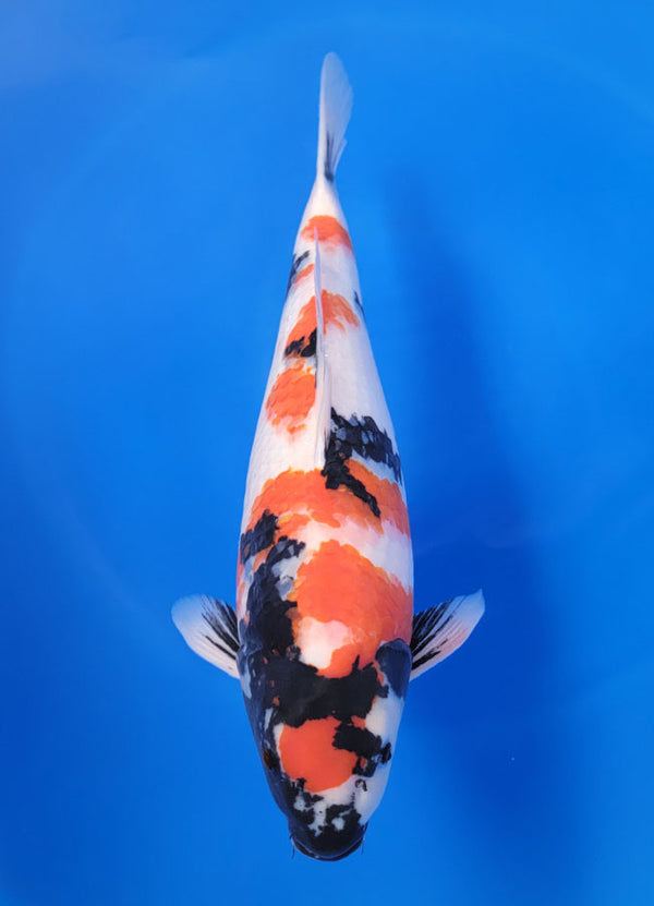 Japanese koi listing 25F-021 Showa from Ogata koi farm, containing Showa at champkoi.com