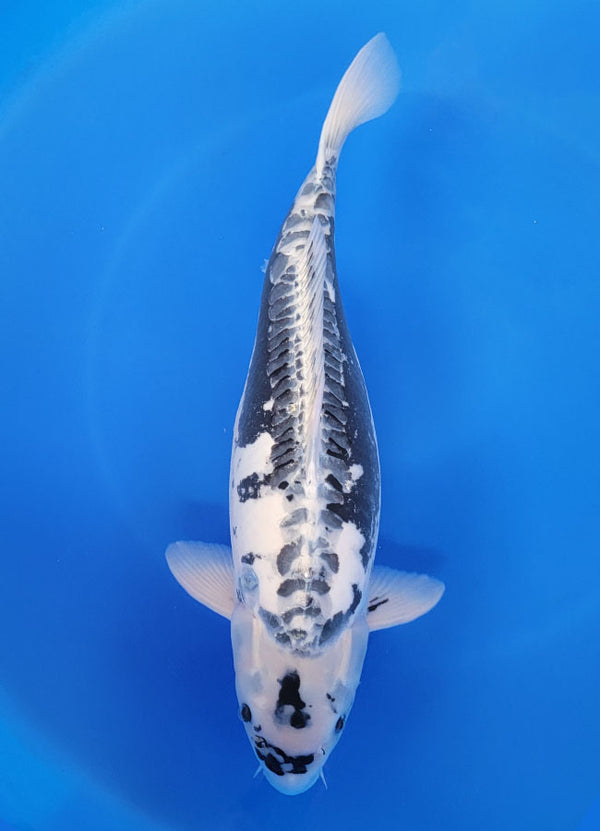 Japanese koi listing 25F-029 Kikokuryu from Marushu koi farm, containing Kikokuryu at champkoi.com