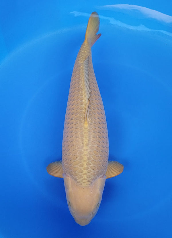 Japanese koi listing 25F-031 Chagoi from Marusei koi farm, containing Chagoi at champkoi.com