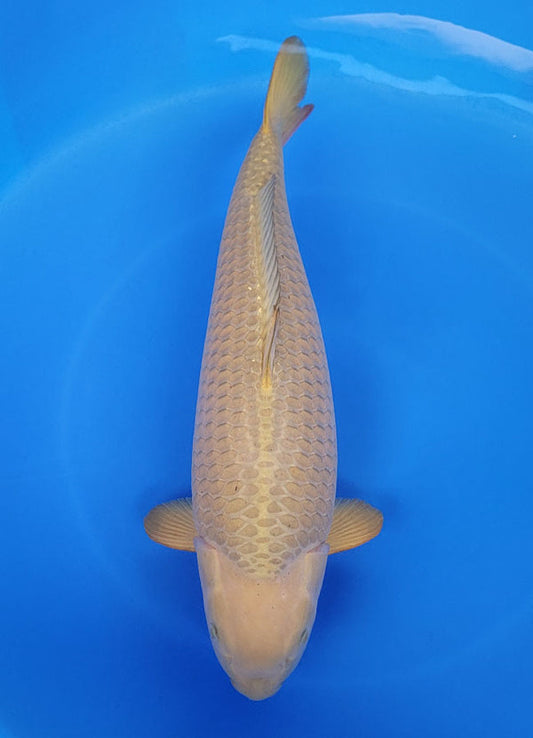 Japanese koi listing 25F-031 Chagoi from Marusei koi farm, containing Chagoi at champkoi.com