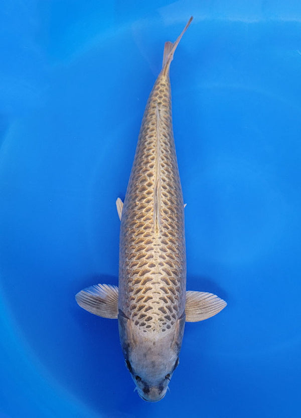 Japanese koi listing 25F-035 Mukashi Ogon from Maruhiro koi farm, containing Mukashi Ogon at champkoi.com