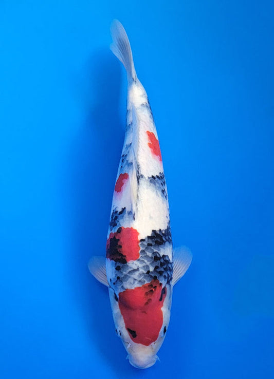 Koi fish for sale — 40 cm Isa Showa at ChampKoi