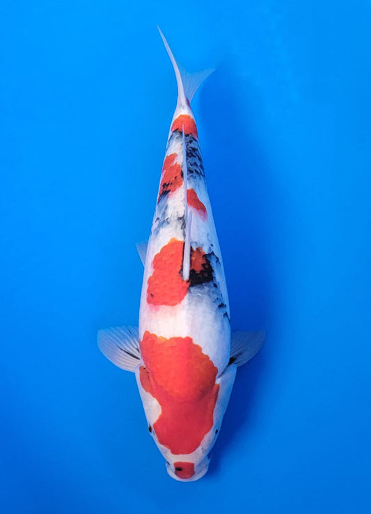Koi fish for sale — 39 cm Isa Showa at ChampKoi
