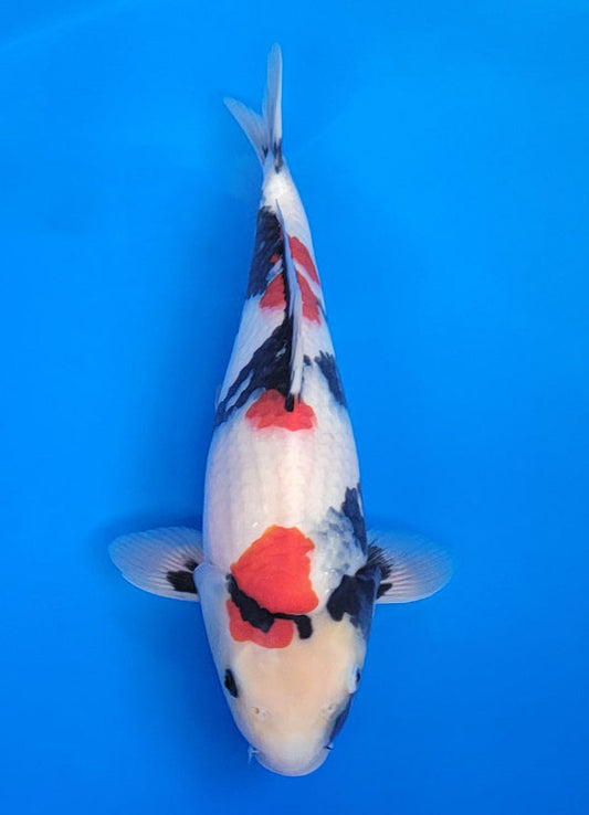 Koi fish for sale — 38 cm Isa Showa at ChampKoi