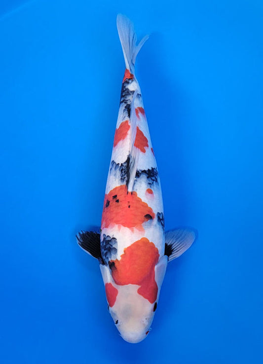 Koi fish for sale — 42 cm Isa Showa at ChampKoi