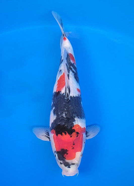 Koi fish for sale — 41 cm Isa Showa at ChampKoi