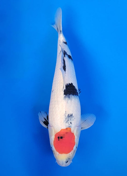 Koi fish for sale — 38 cm Isa Showa at ChampKoi