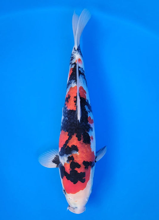 Koi fish for sale — 39 cm Isa Showa at ChampKoi