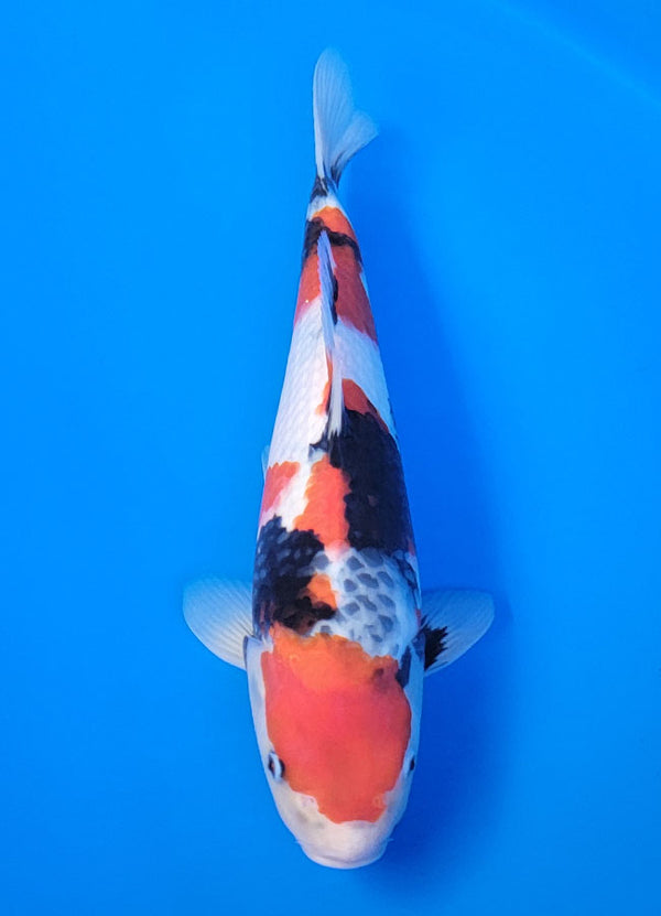 Koi fish for sale — 39 cm Isa Showa at ChampKoi