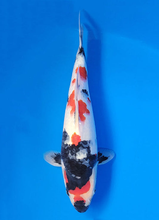 Koi fish for sale — 36 cm Isa Showa at ChampKoi