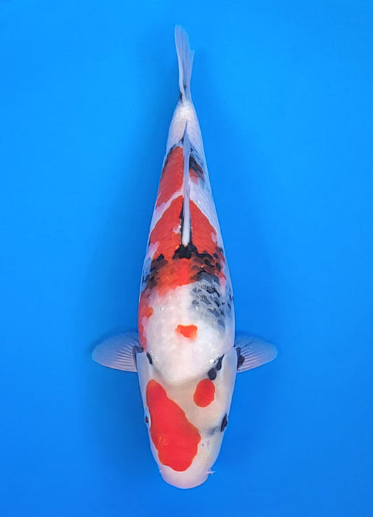Koi fish for sale — 36 cm Isa Showa at ChampKoi