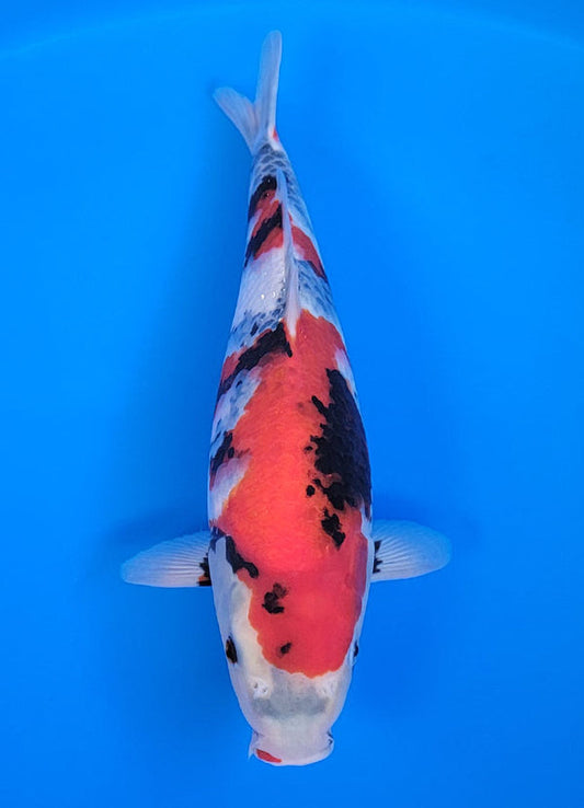 Koi fish for sale — 37 cm Isa Showa at ChampKoi