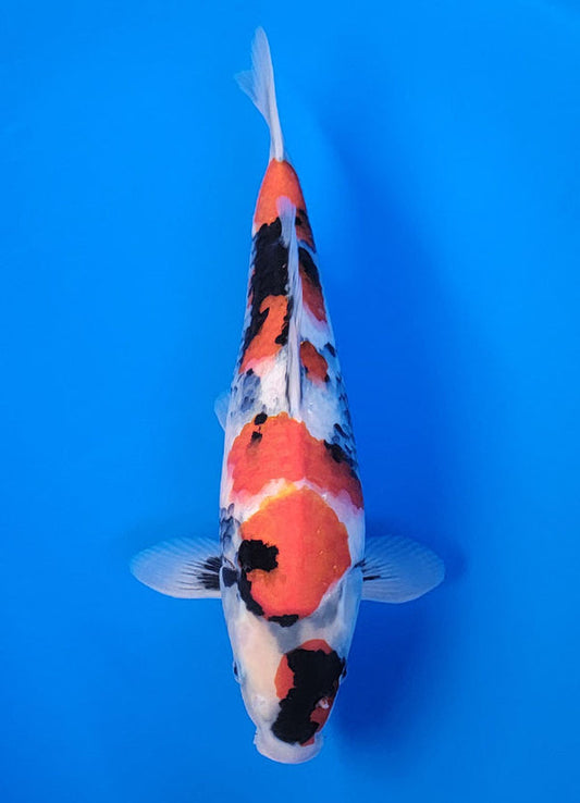 Koi fish for sale — 39 cm Isa Showa at ChampKoi