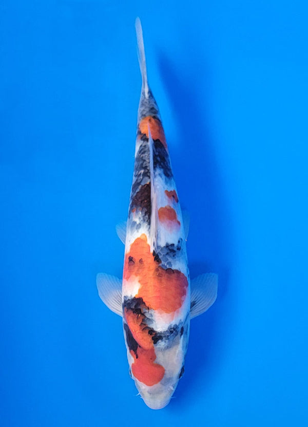Koi fish for sale — 36 cm Isa Showa at ChampKoi