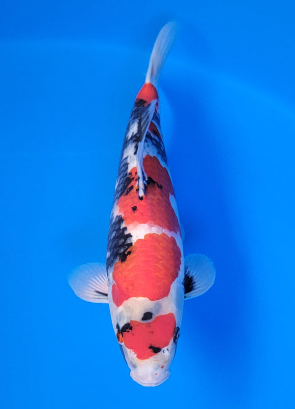 Koi fish for sale — 34 cm Isa Showa at ChampKoi