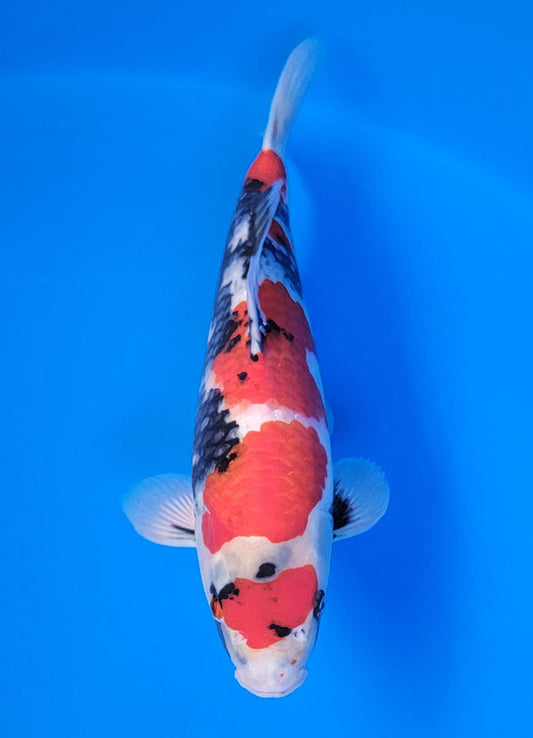 Koi fish for sale — 34 cm Isa Showa at ChampKoi