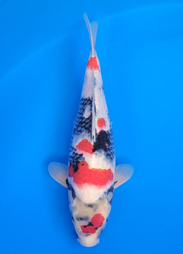 Koi fish for sale — 35 cm Isa Showa at ChampKoi