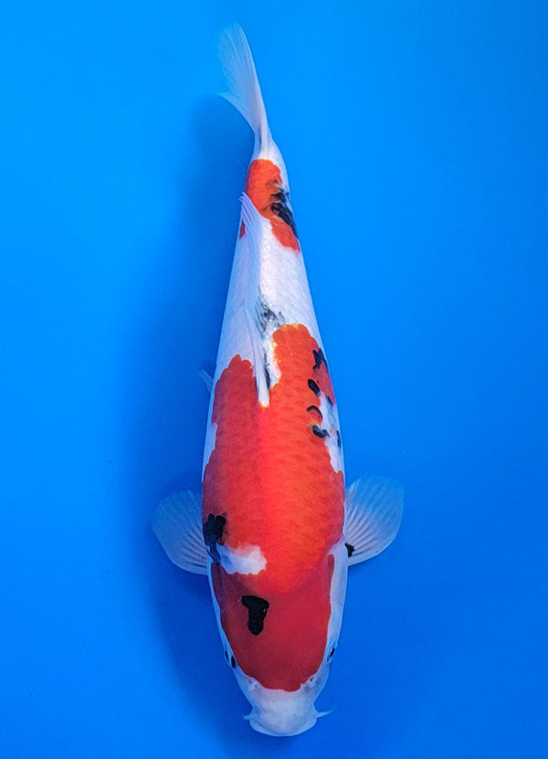 Koi fish for sale — 35 cm Isa Showa at ChampKoi