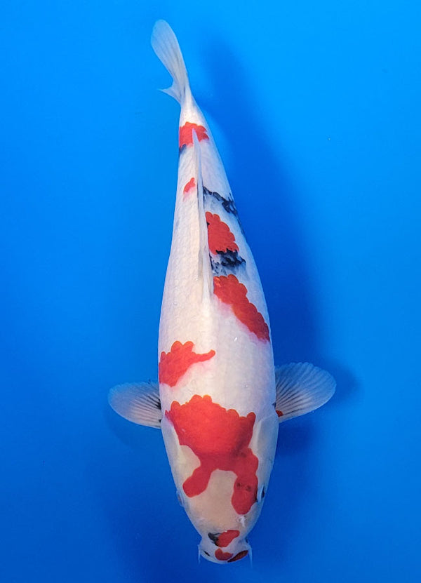 Koi fish for sale — 36 cm Isa Showa at ChampKoi