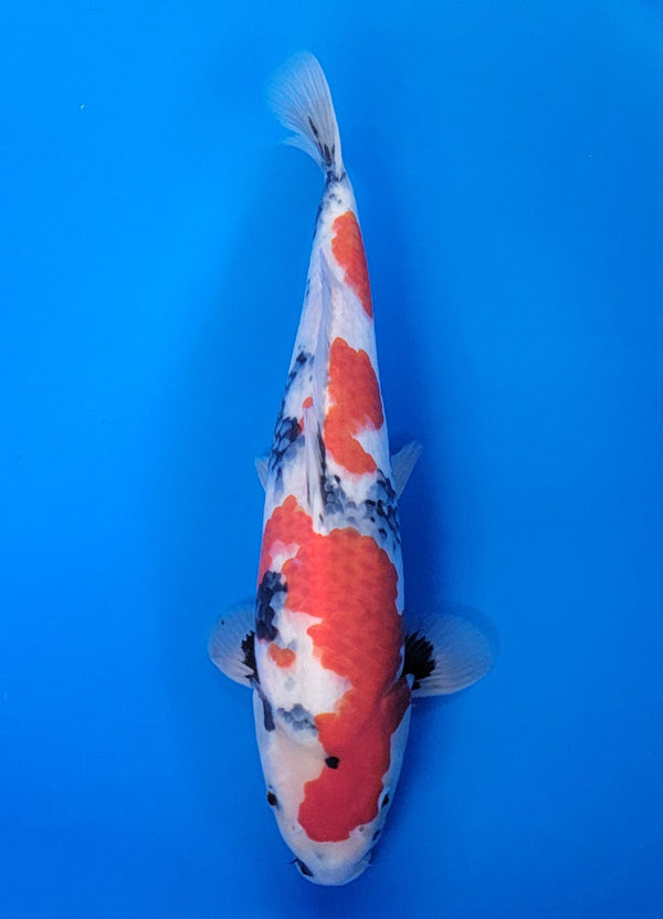 Koi fish for sale — 38 cm Isa Showa at ChampKoi
