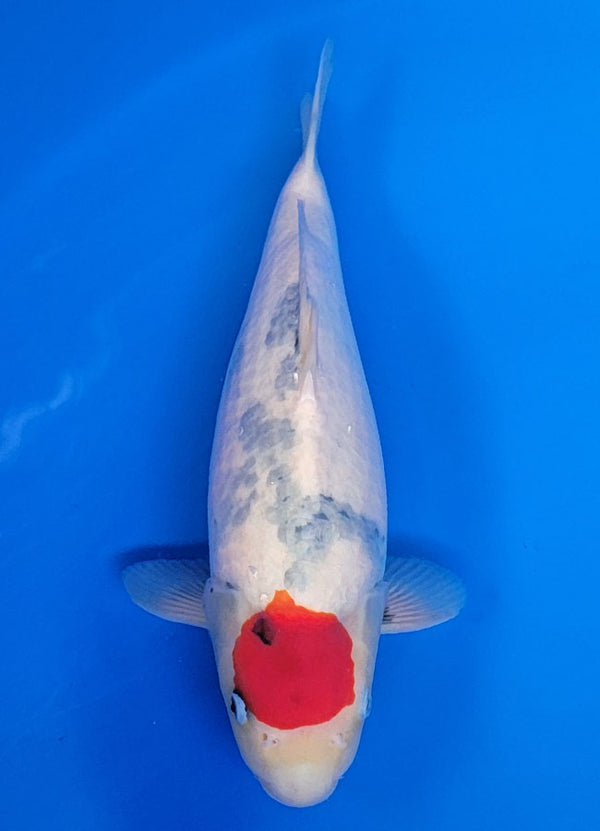 Koi fish for sale — 37 cm Isa Tancho Showa at ChampKoi