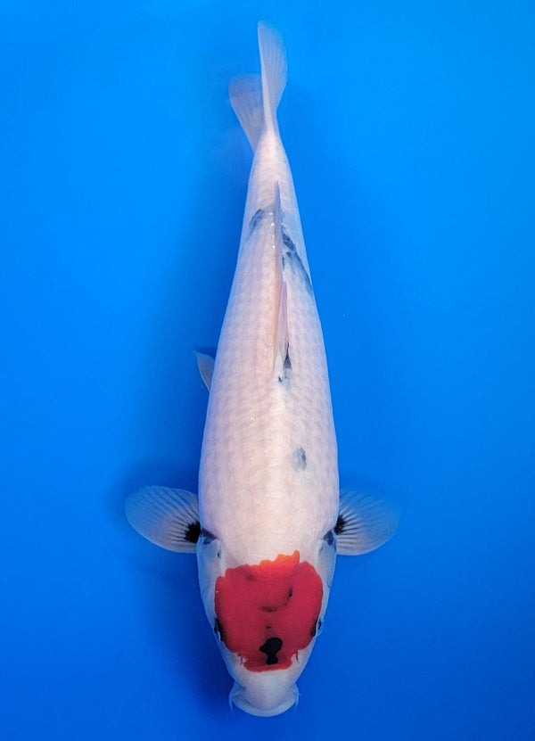 Koi fish for sale — 37 cm Isa Tancho Showa at ChampKoi